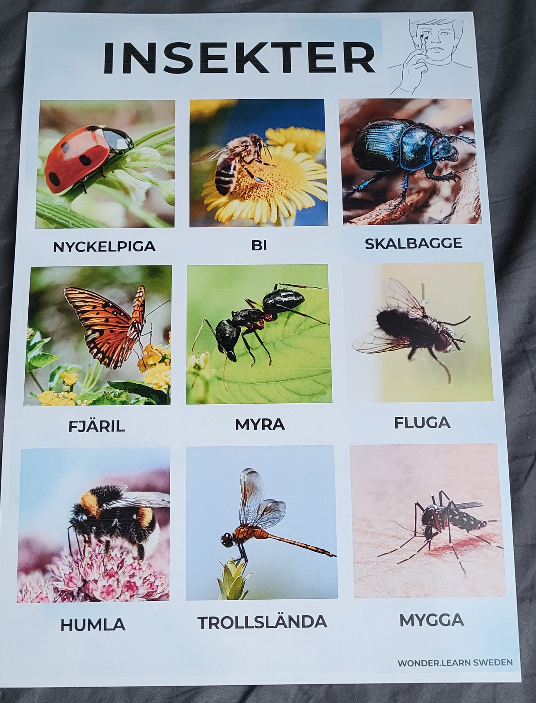 Digital fil- Insekter på svenska